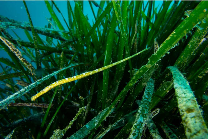 ISCHIA POSIDONIA OCEANICA