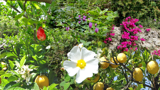 Ischia Wanderreise