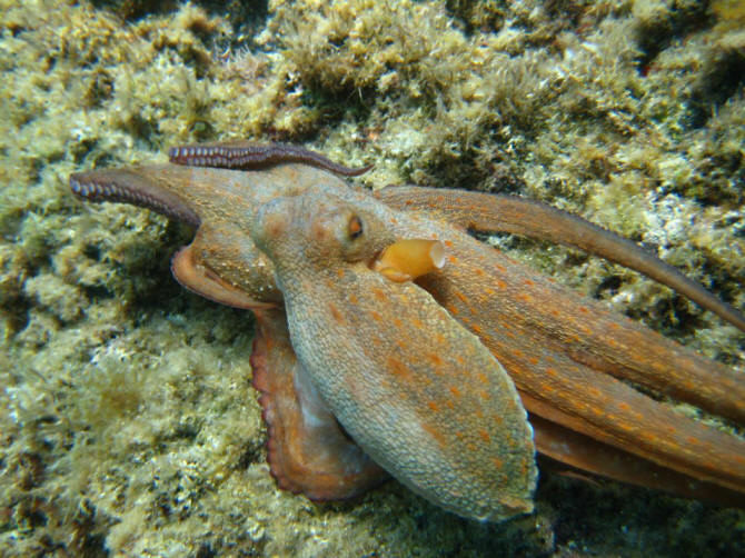 Tauchen auf Ischia Oktopus